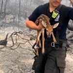 Pasco Fire Crew Rescues Baby Deer Amid 500-Acre Wildfire