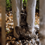 Pasco Firefighter Rescues Owl Stuck in Tree