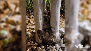 Pasco Firefighter Rescues Owl Stuck in Tree