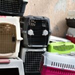 Crystal River Man Arrested for Felony Animal Cruelty