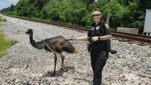 Dade City Police Officers Wrangle Runaway Emu Strolling Through Town