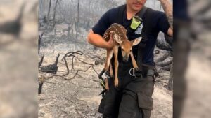 Fawn Rescued from Pasco County Wildfire Receives Care at Local Sanctuary
