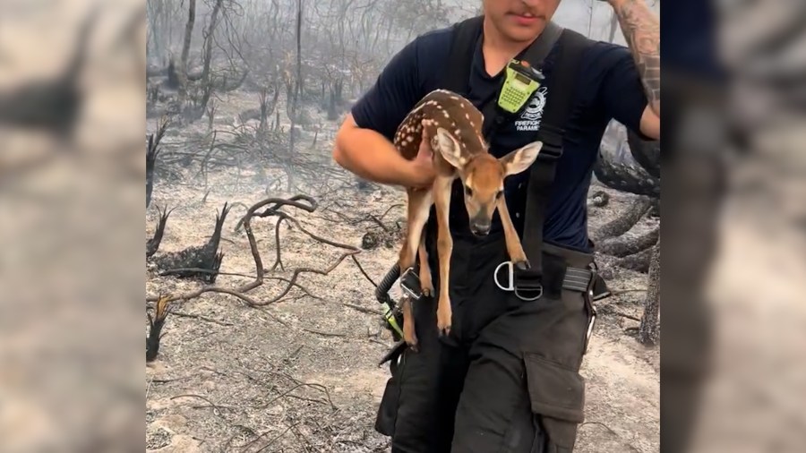 Fawn Rescued from Pasco County Wildfire Receives Care at Local Sanctuary