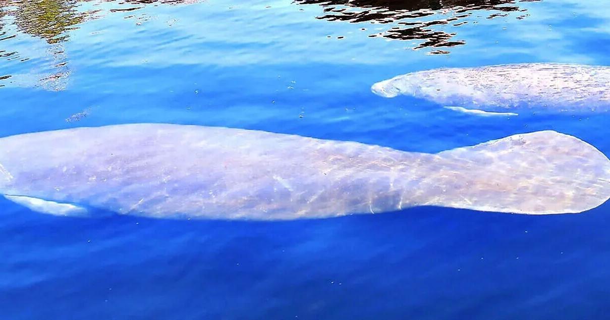 Federal Rule Change Sparks Concern for Manatee Habitat Protections in Crystal River