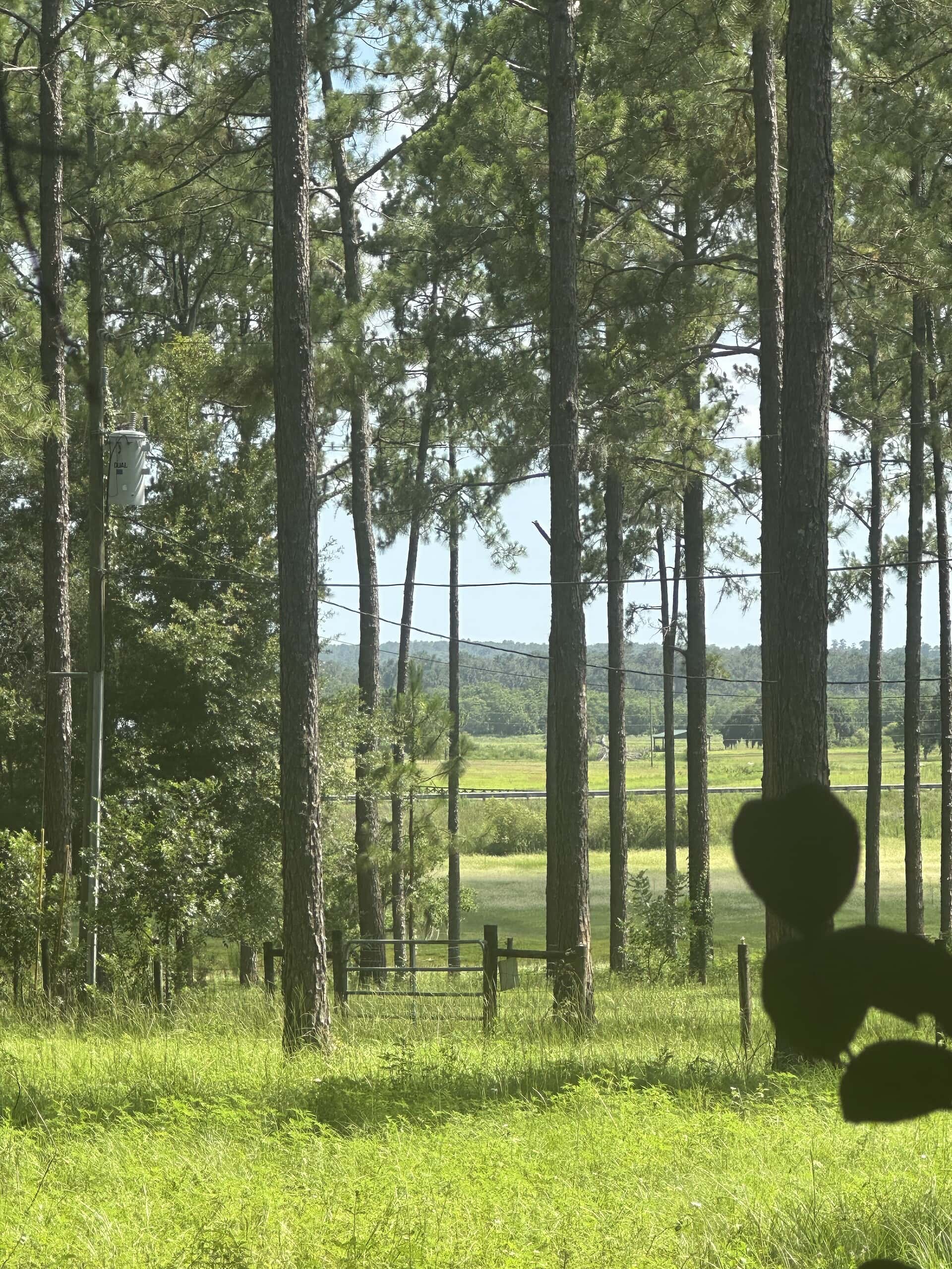 Reflections on Home: A Writer's Journey to Brooksville